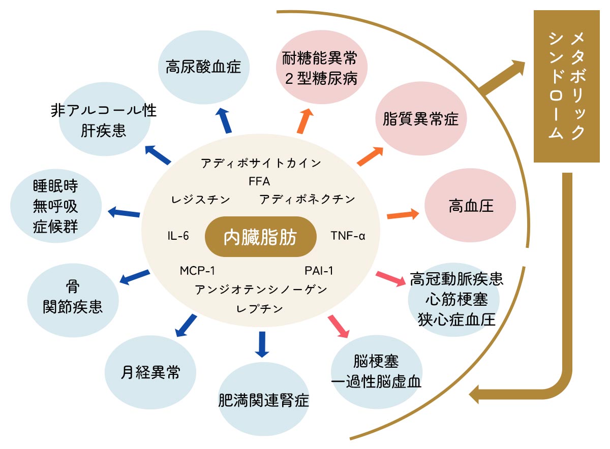 肥満って何が悪いの？